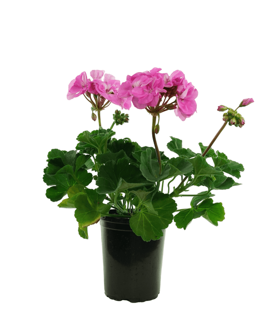 Geranium Zonal 'Tango Lavender' - The Garden Corner