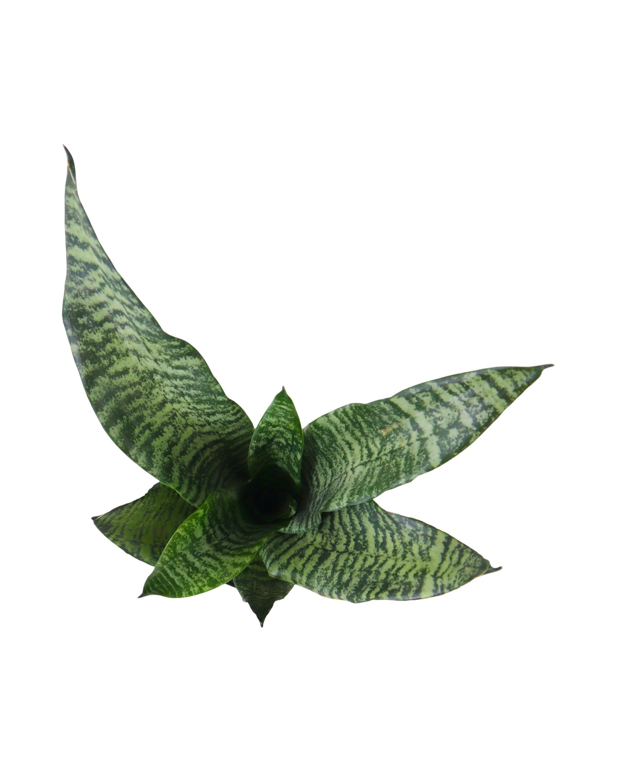 Sansevieria robusta - House Plants