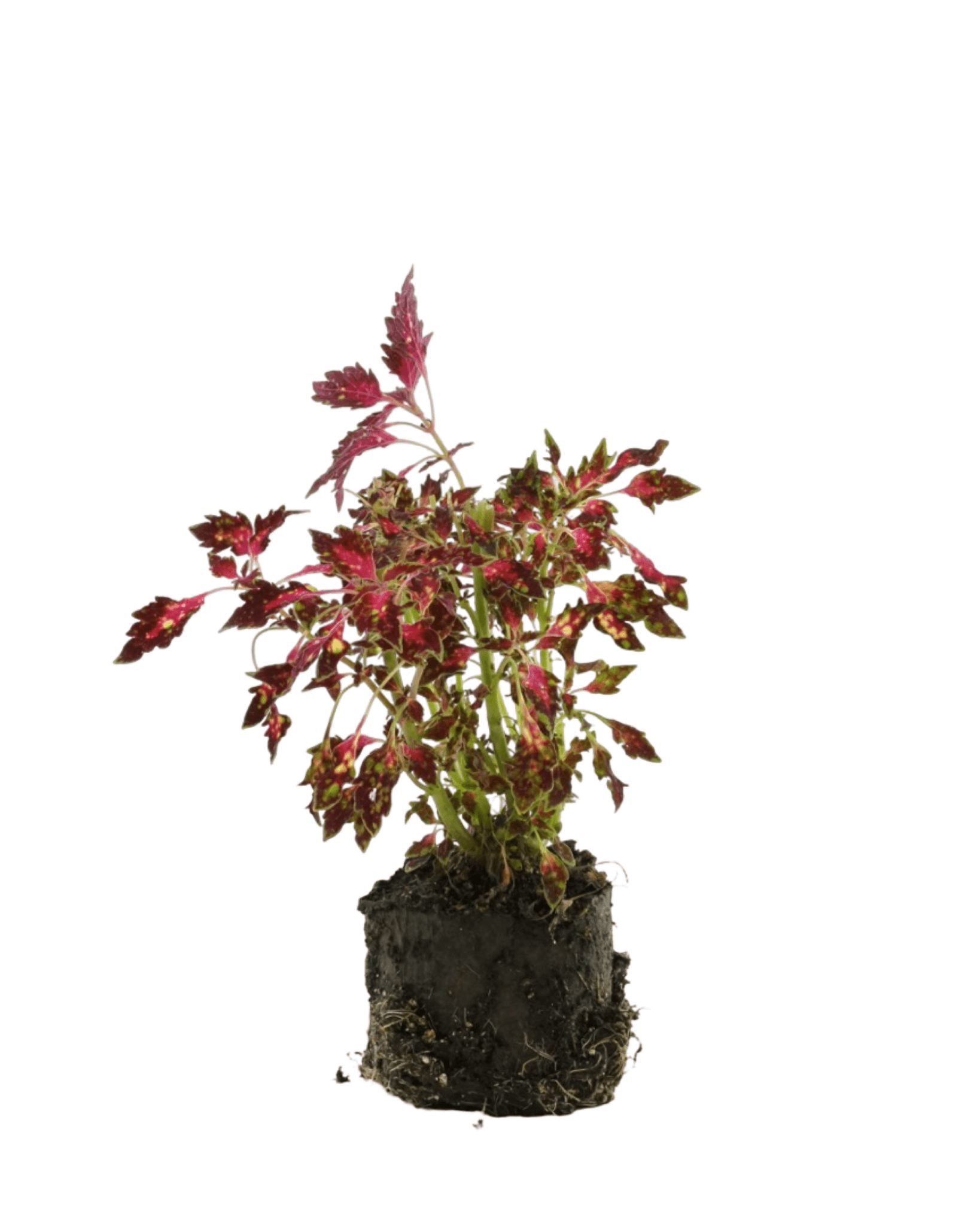 Coleus 'Down Town Santa Monica' - The Garden Corner
