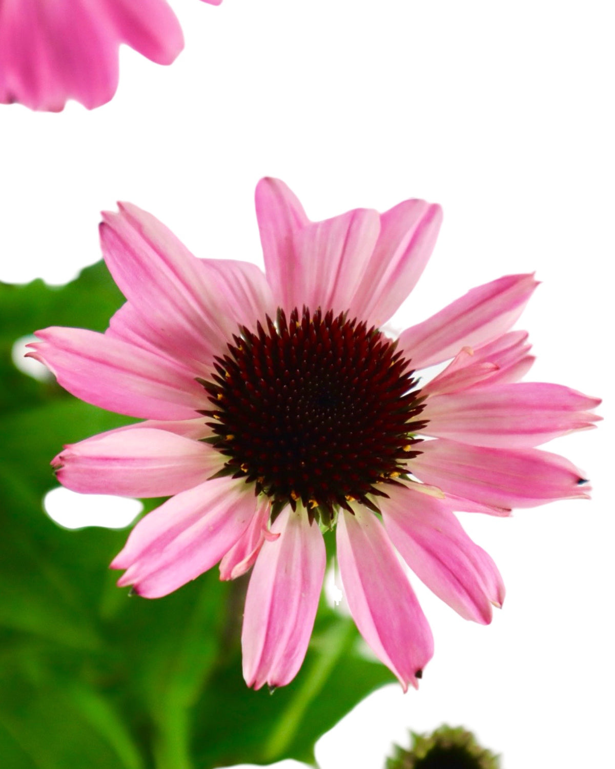 Echinacea Sombrero® Rosada - Perennials