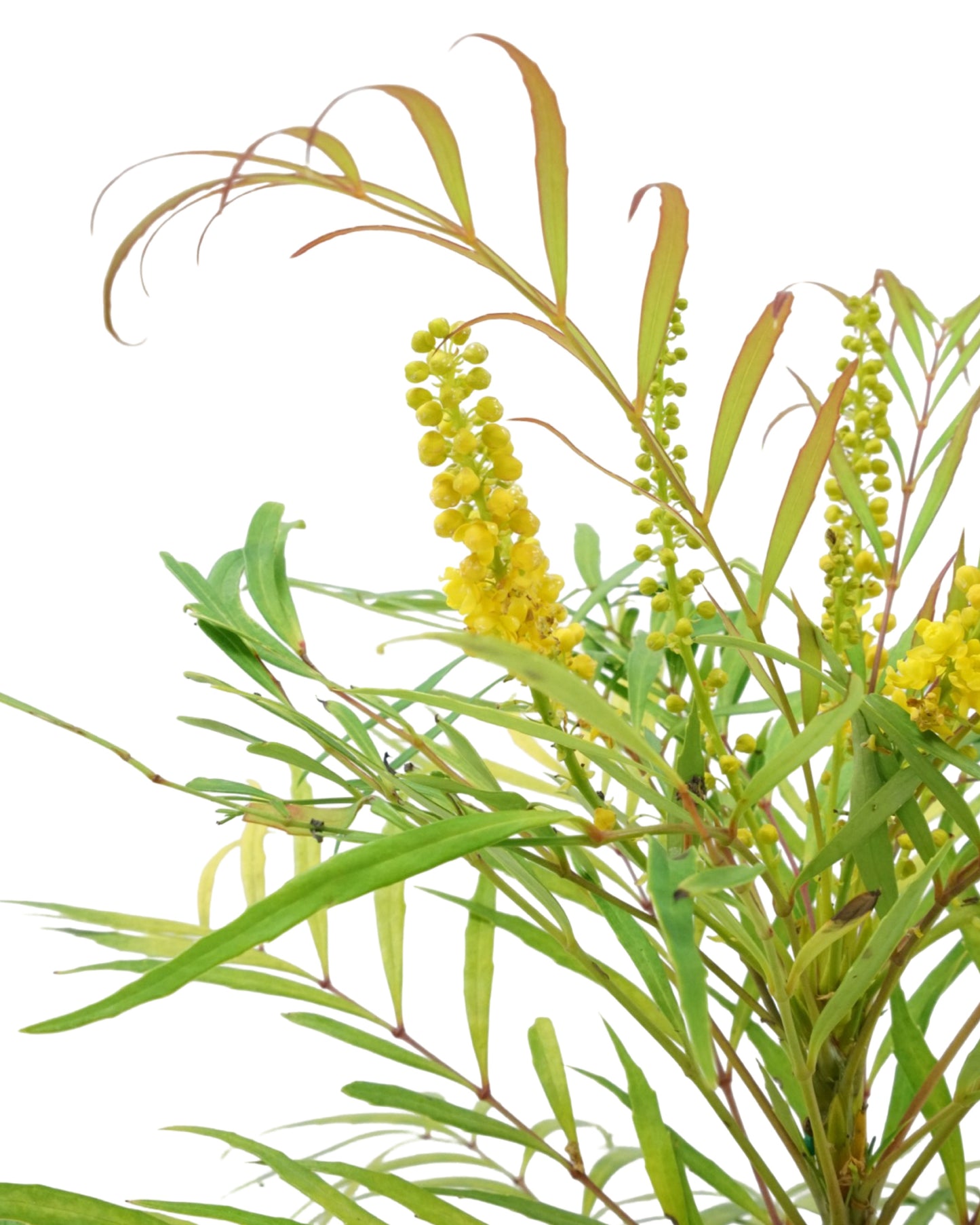 Mahonia eurybracteata 'Soft Caress'