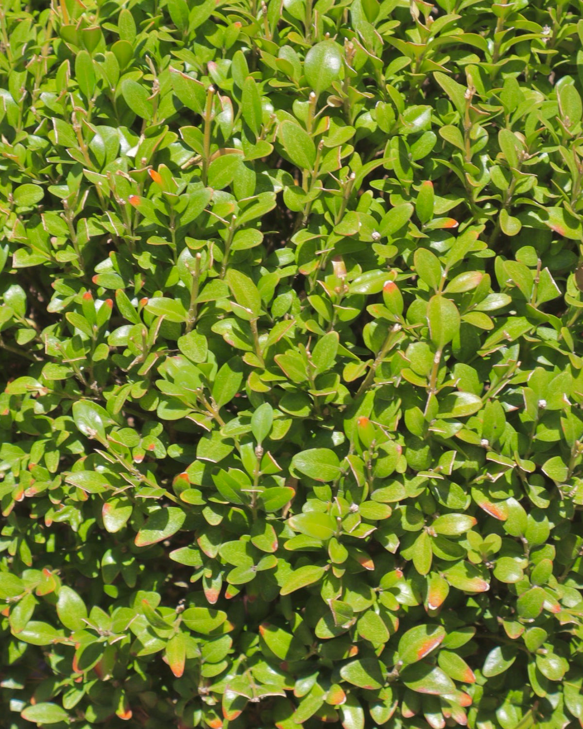 Buxus sempervirens Obelisk Topiary 36-42 Inch - Shrubs