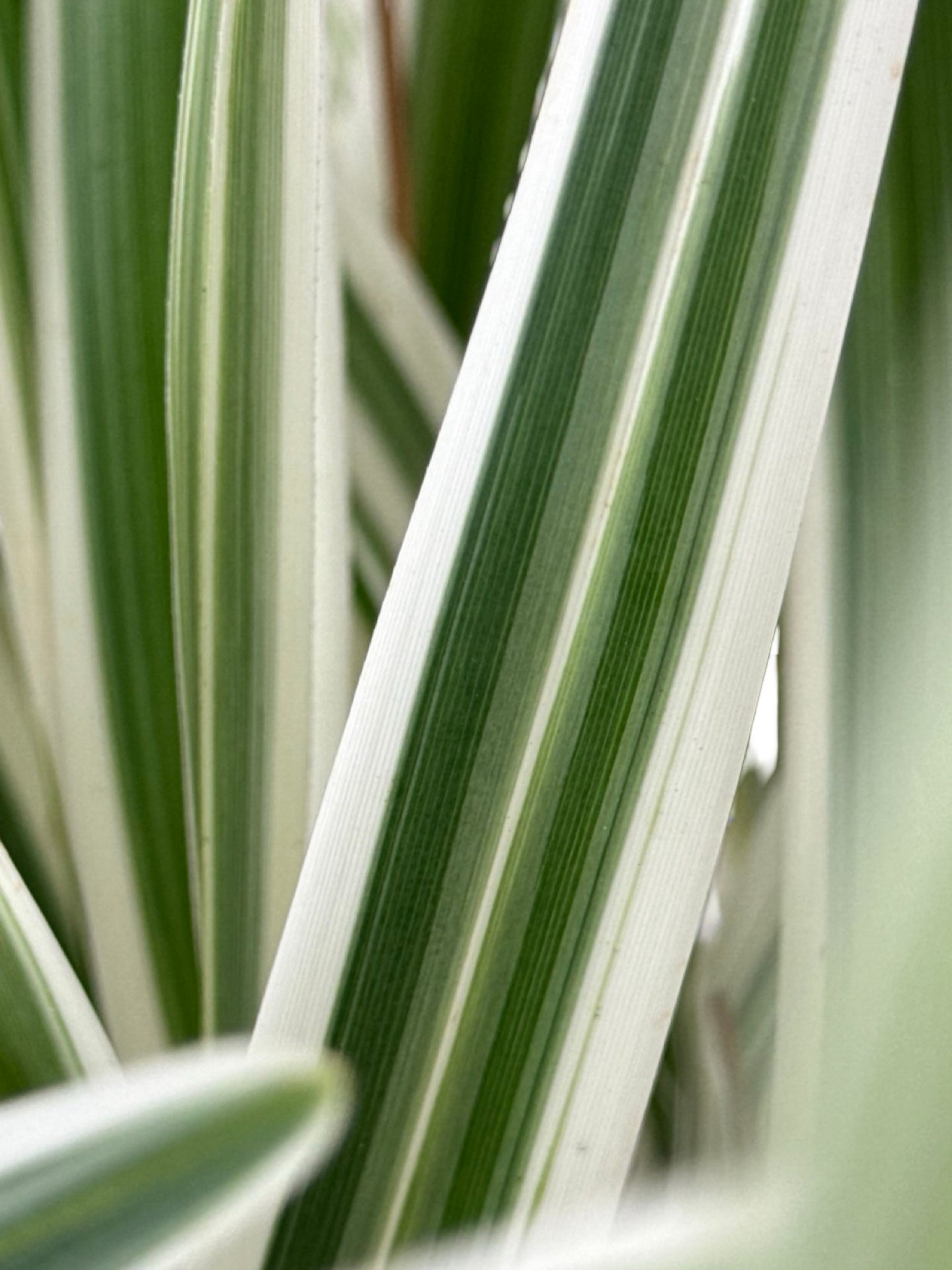 Dianella tasmanica 'Silver Streak' - Perennials