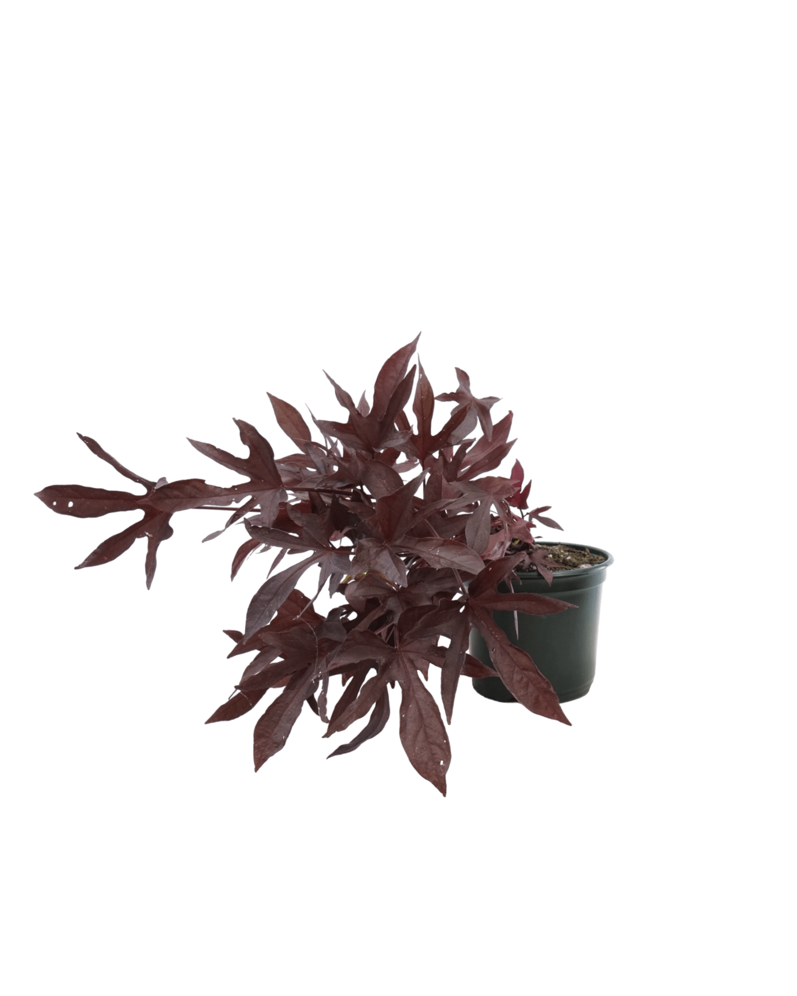 Ipomoea 'Sweet Caroline Red Hawk' - The Garden Corner