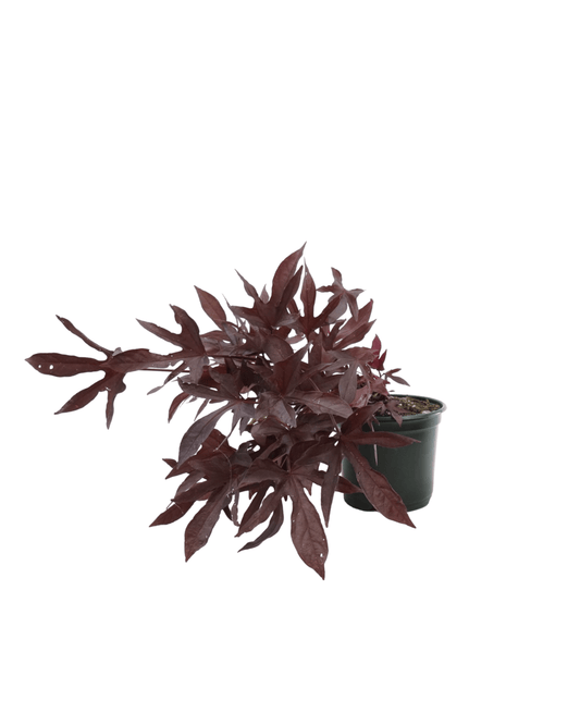 Ipomoea 'Sweet Caroline Red Hawk' - The Garden Corner