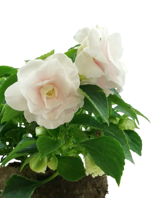 Impatiens 'Glimmer Appleblossom' 4 Inch