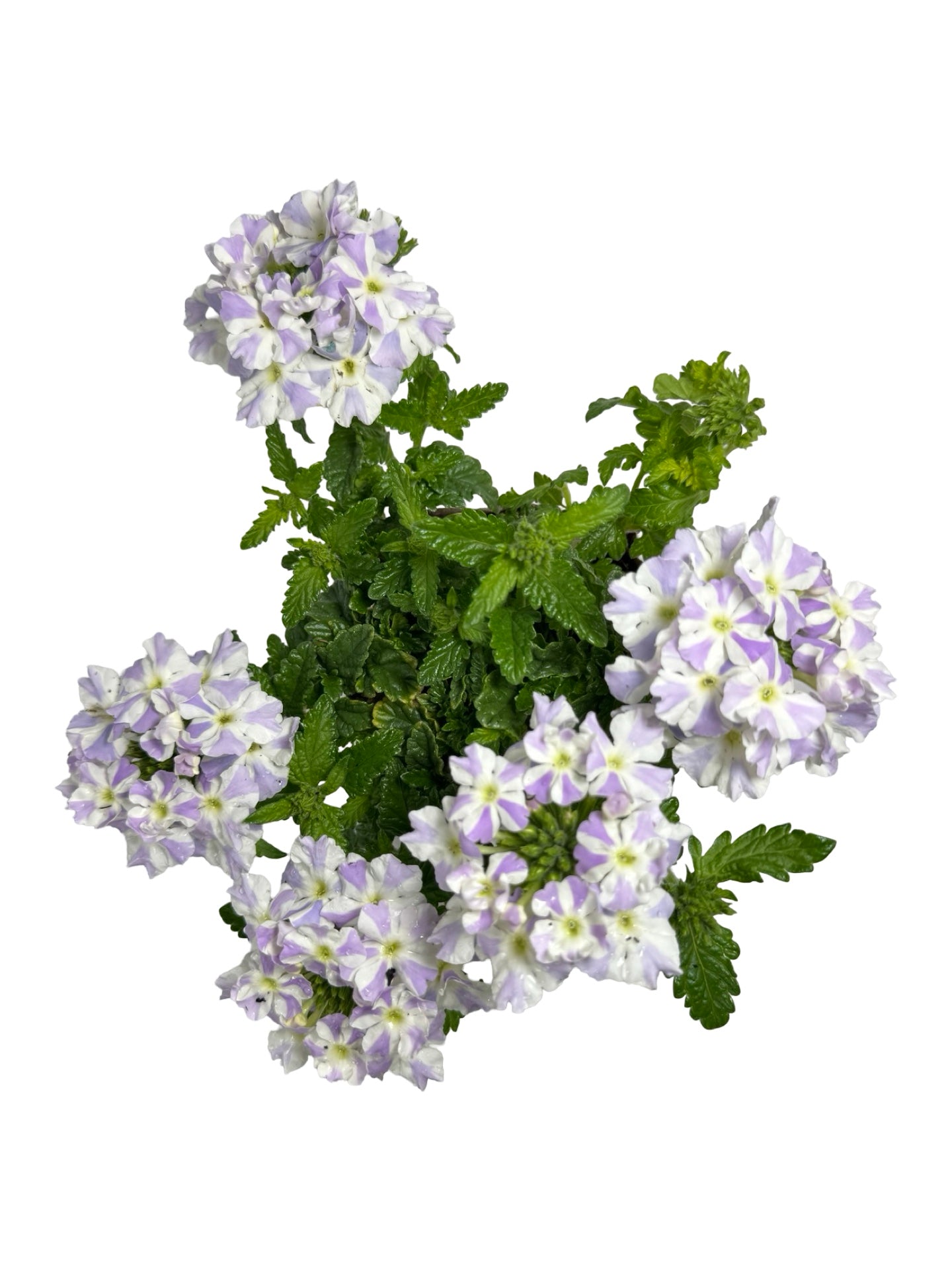 Verbena 'Empress Flair Delft Blue' - Annuals