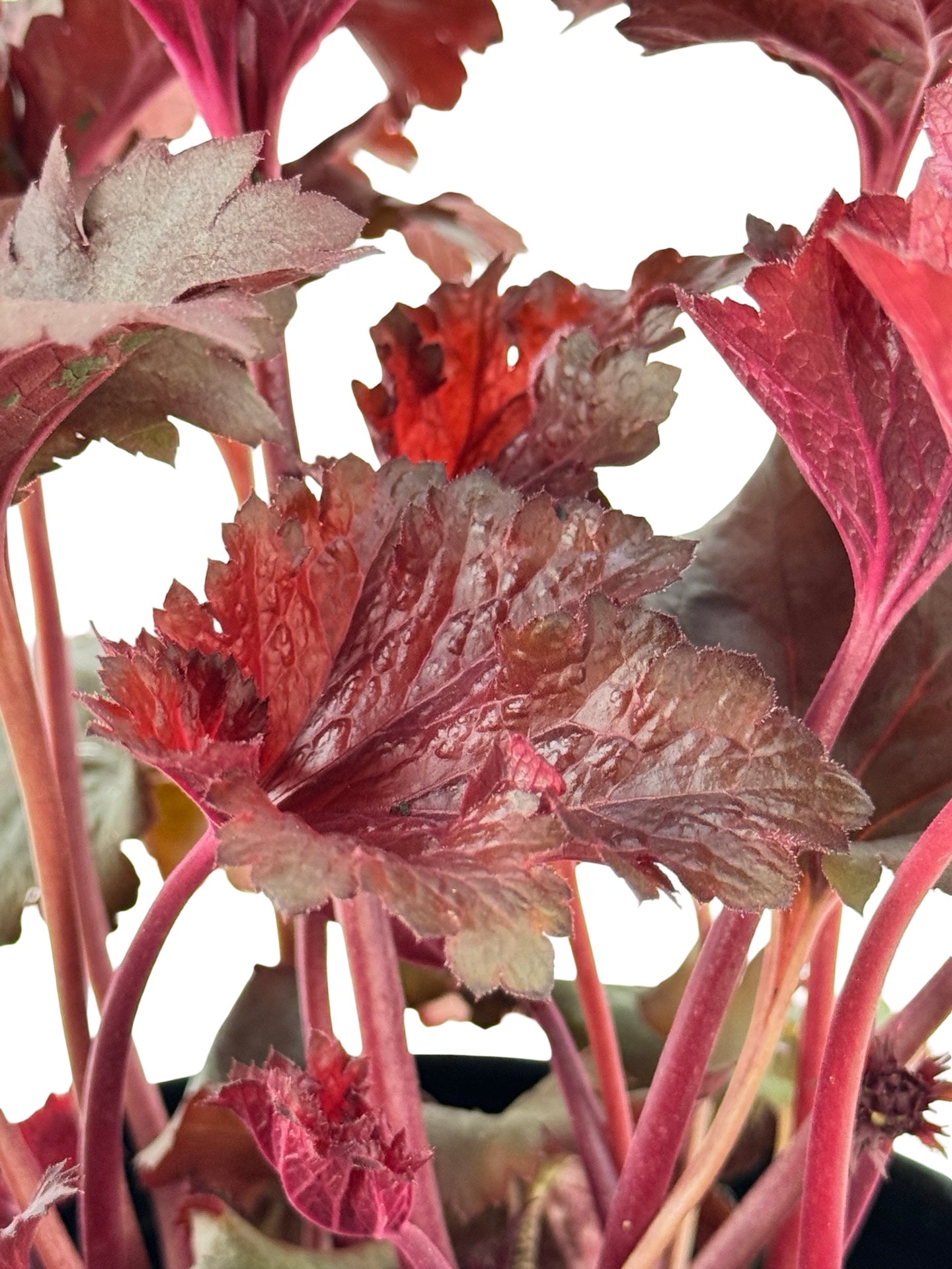 Heuchera 'Rosewood' - Perennials