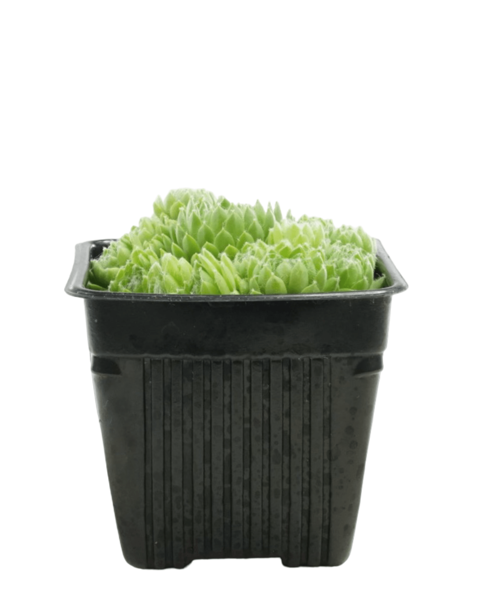 Sempervivum 'Pekinese' - The Garden Corner