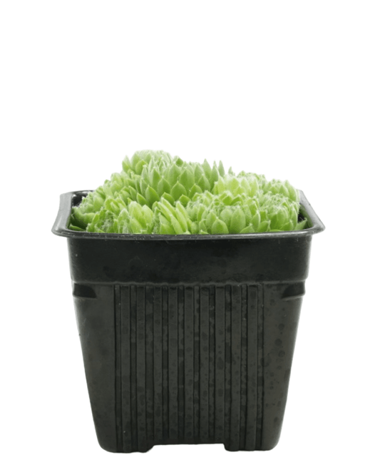 Sempervivum 'Pekinese' - The Garden Corner