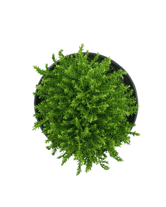 Hebe 'Mckeanii' - Shrubs