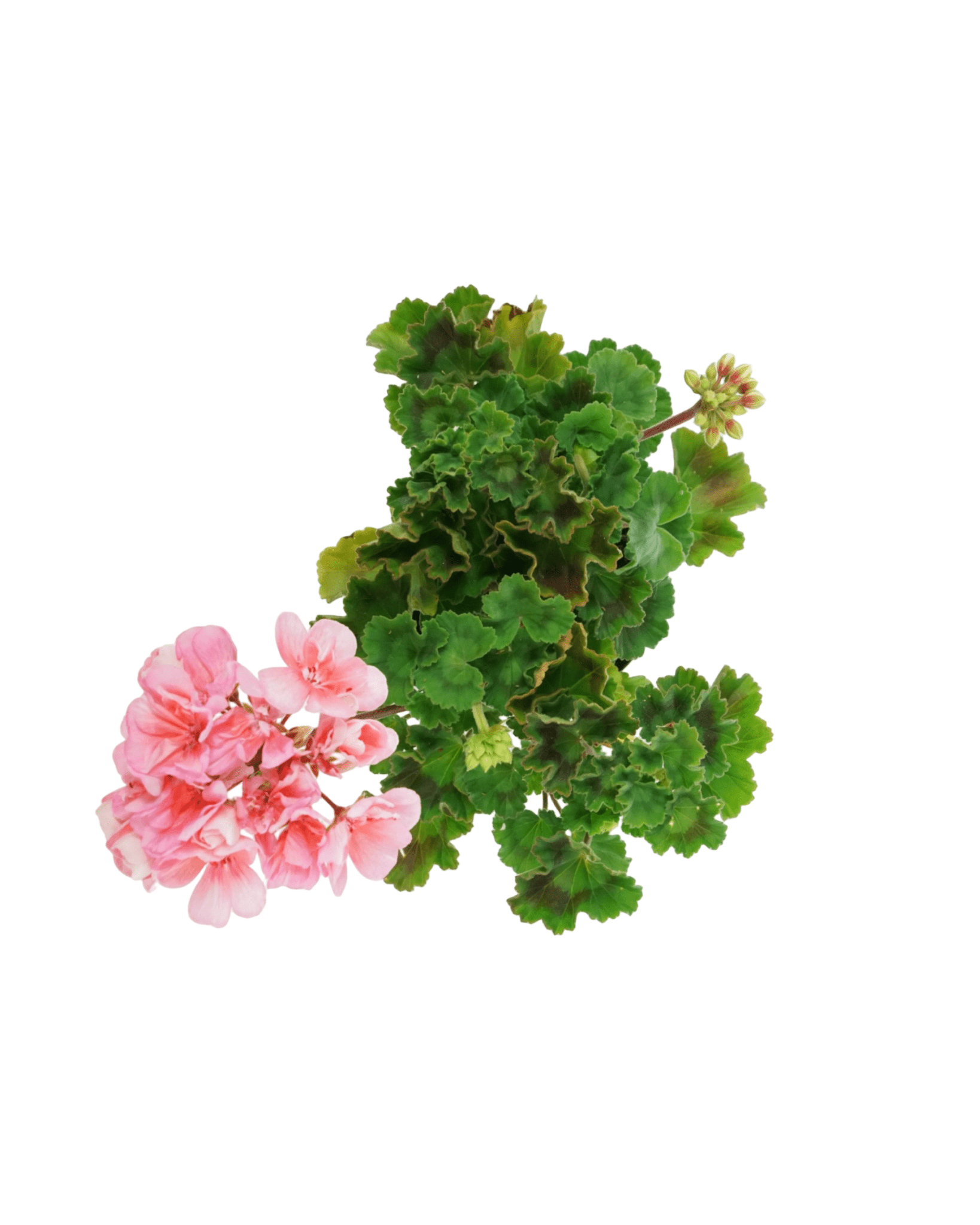 Geranium Zonal 'Presto Light Salmon' - The Garden Corner