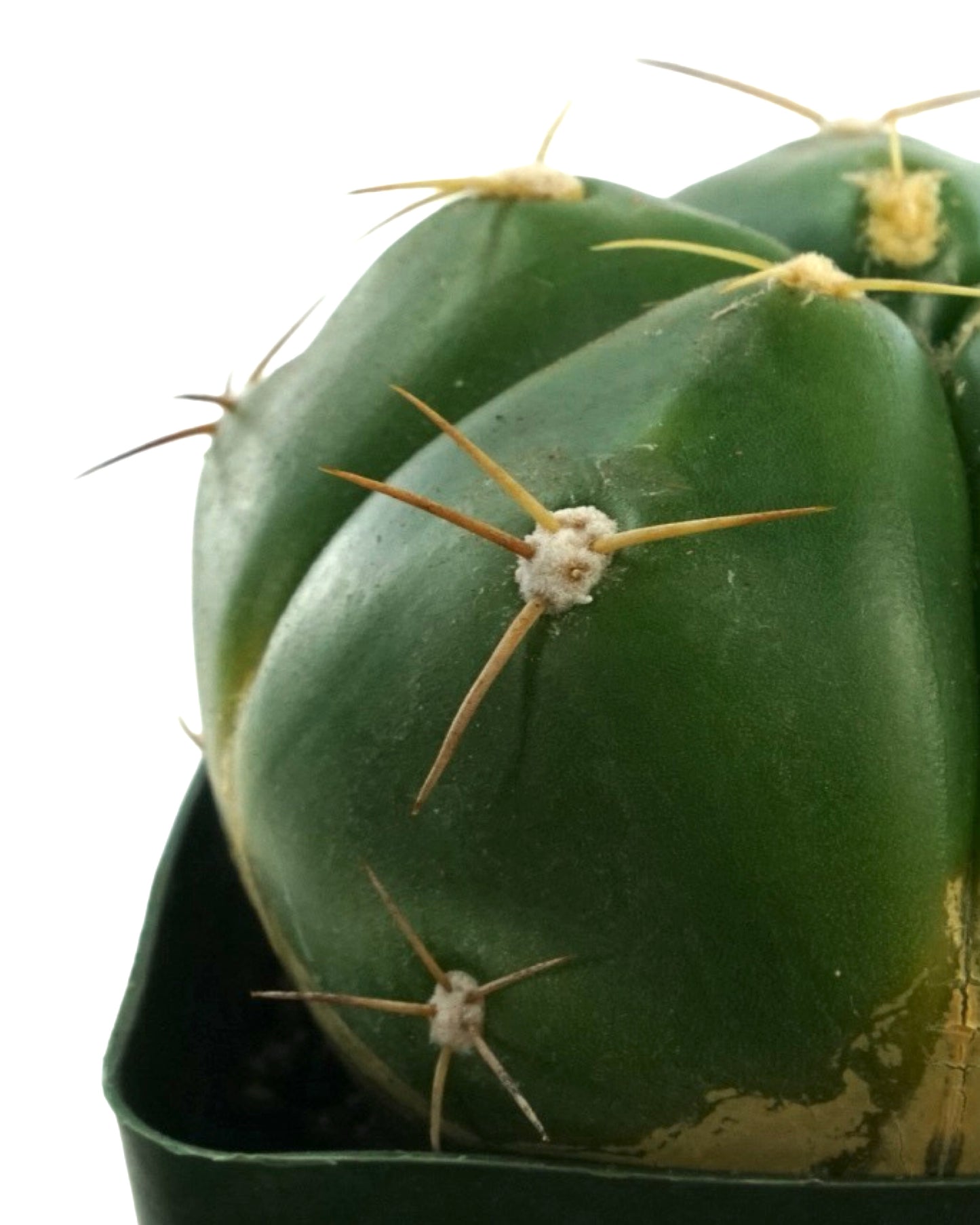 Cactus Assorted 4 Inch - Tropical Plants