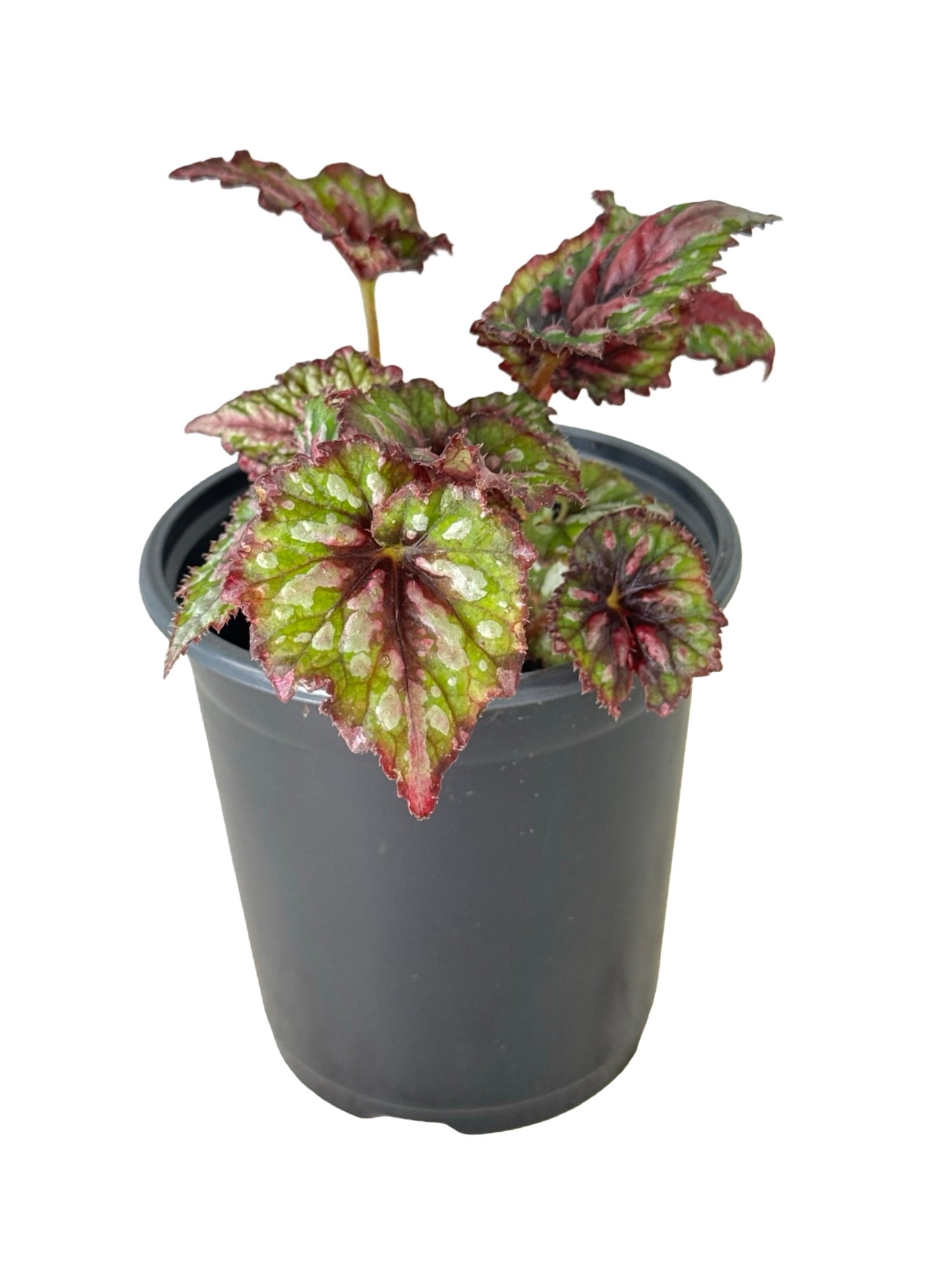 Rex Begonia 'Berry Swirl' - Annuals