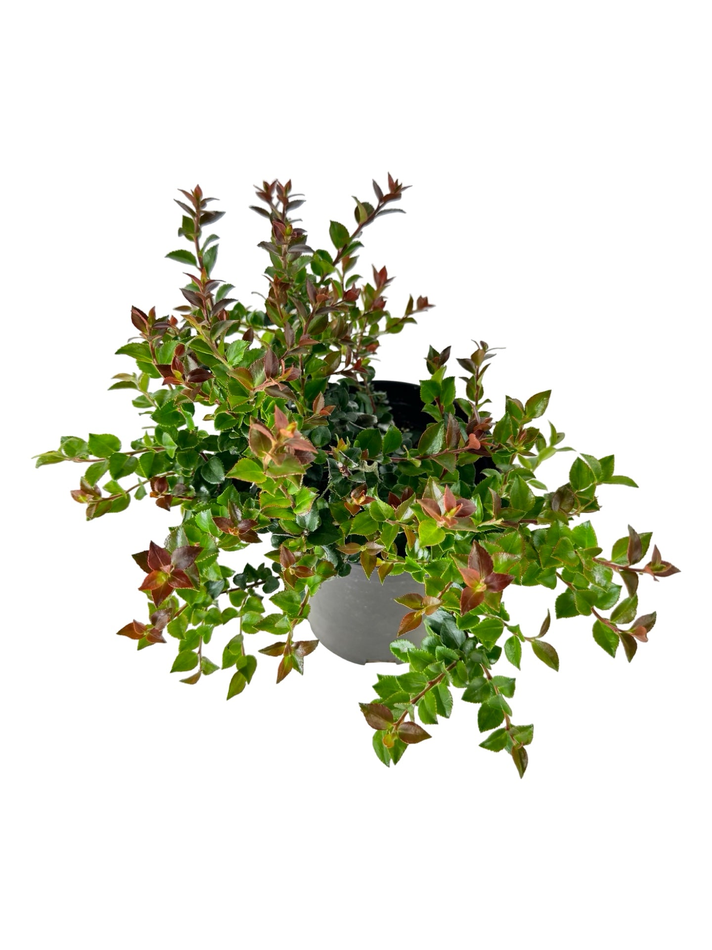 Vaccinium ovatum 'Cascade Jewel' - Perennials