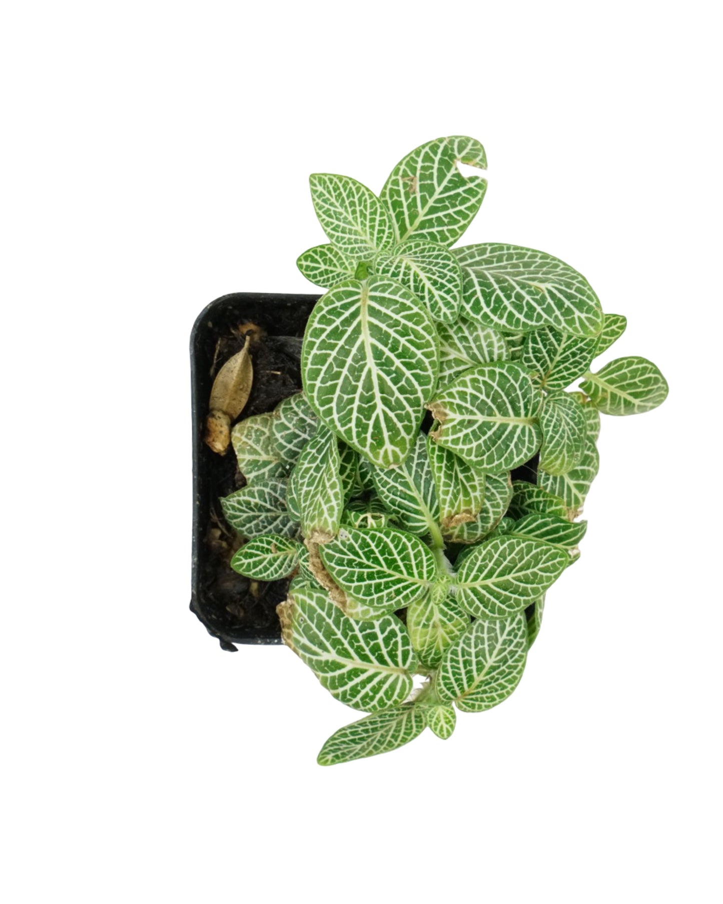 Fittonia verschaffeltii 'White Vein' - House Plants