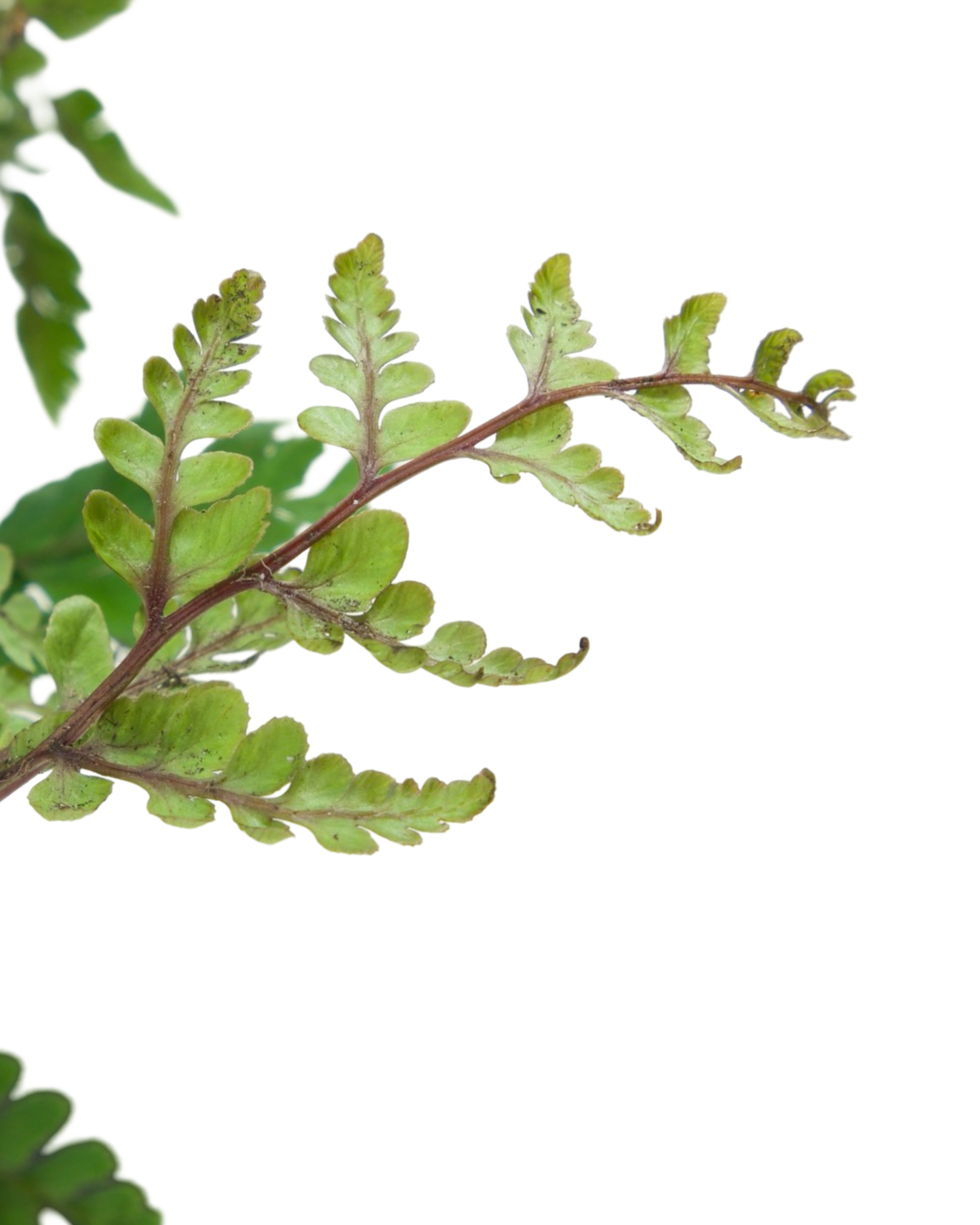 Athyrium otophorum 'Okanum' - Perennials