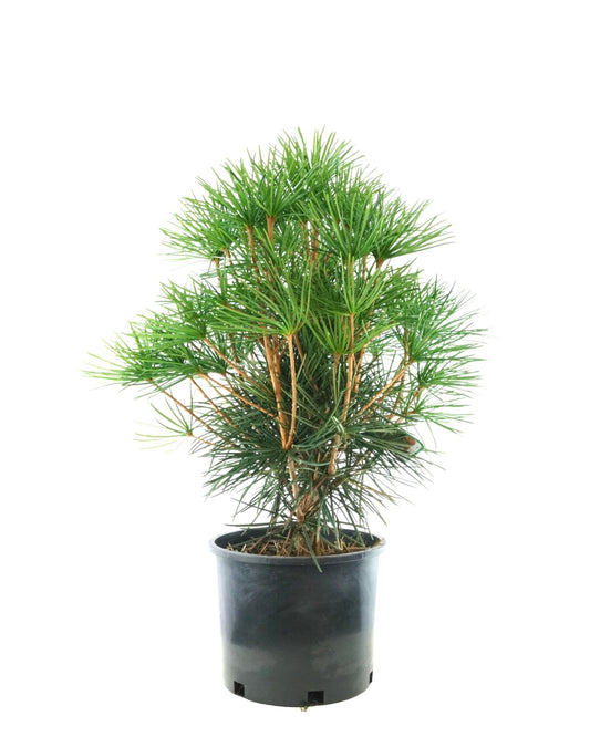 Sciadopitys verticillata 'Winter Green' - The Garden Corner