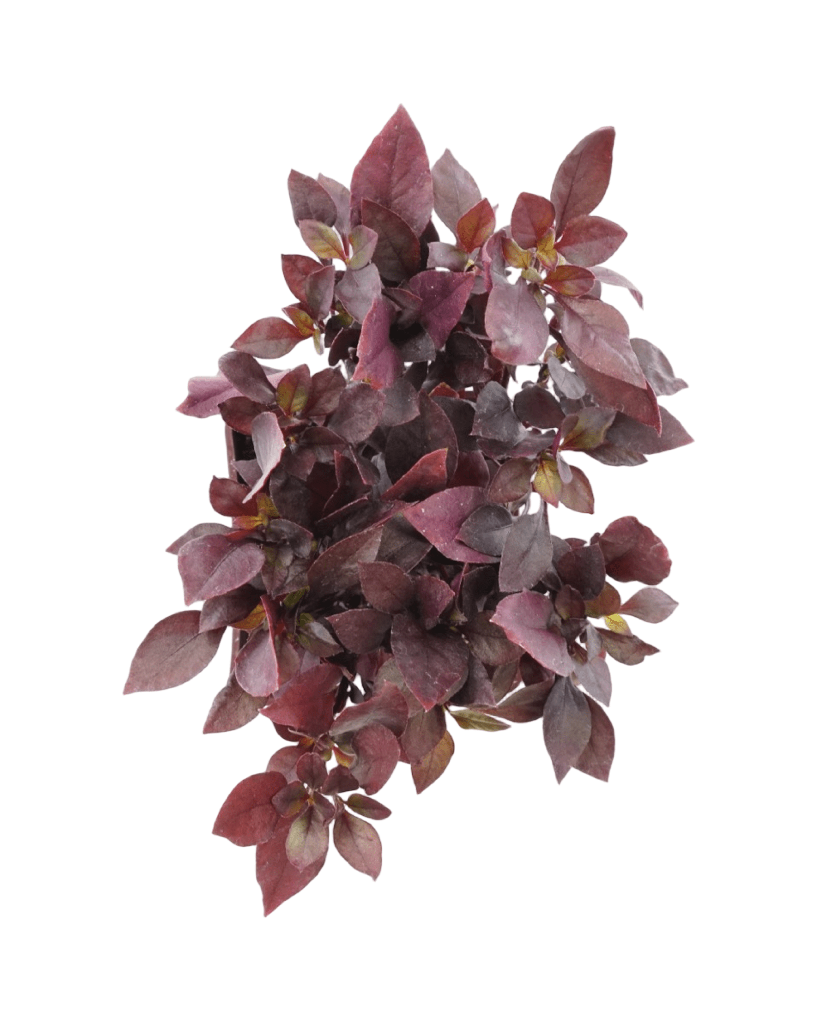 Alternanthera 'Purple Prince' - The Garden Corner