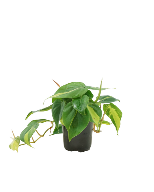 Philodendron hederaceum 'Brasil'