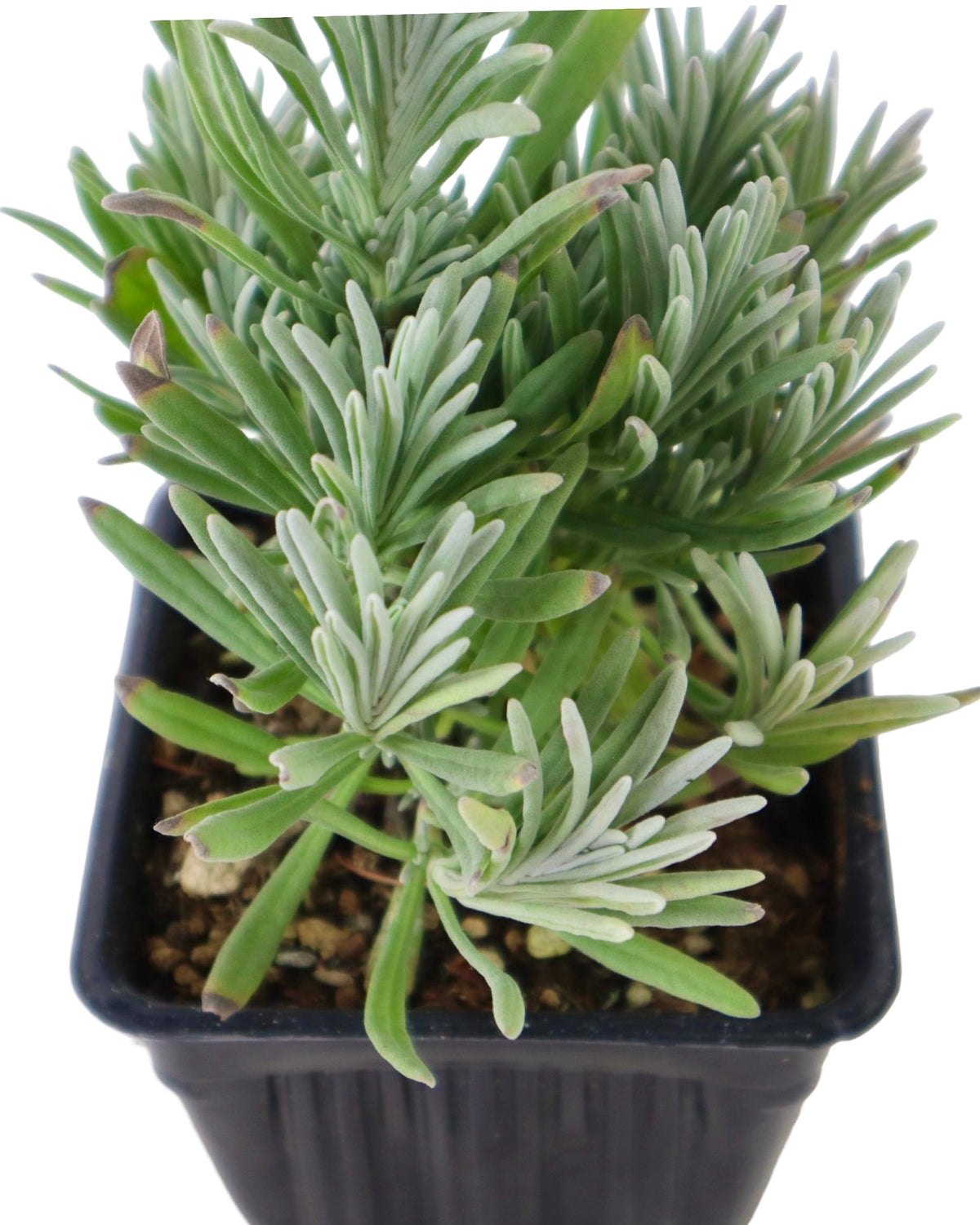 Lavandula 'Sensational!' - Herbs and Vegetables