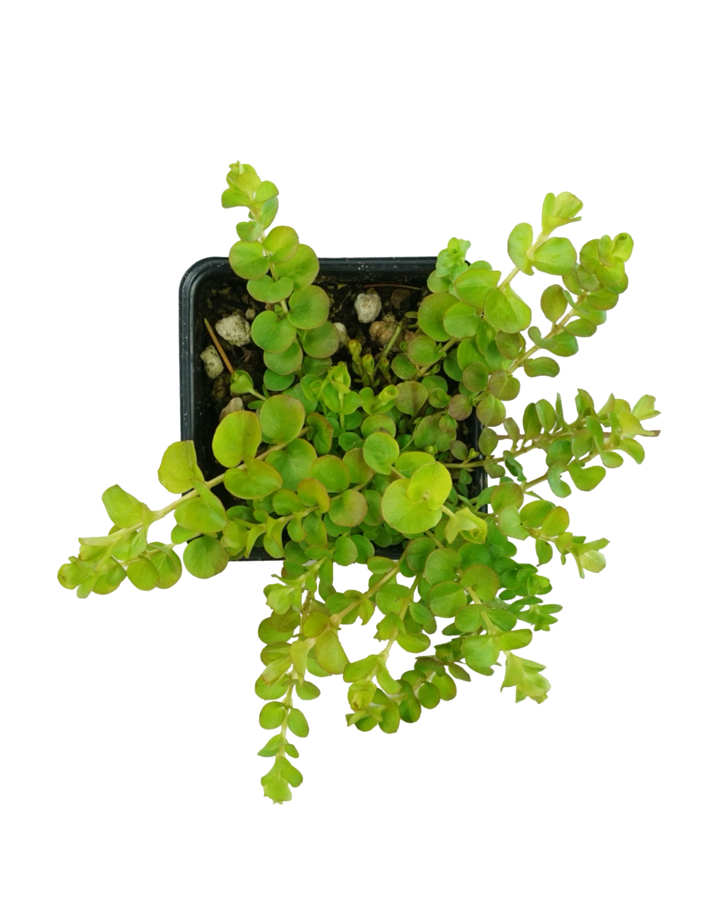 Lysimachia  'Aurea'