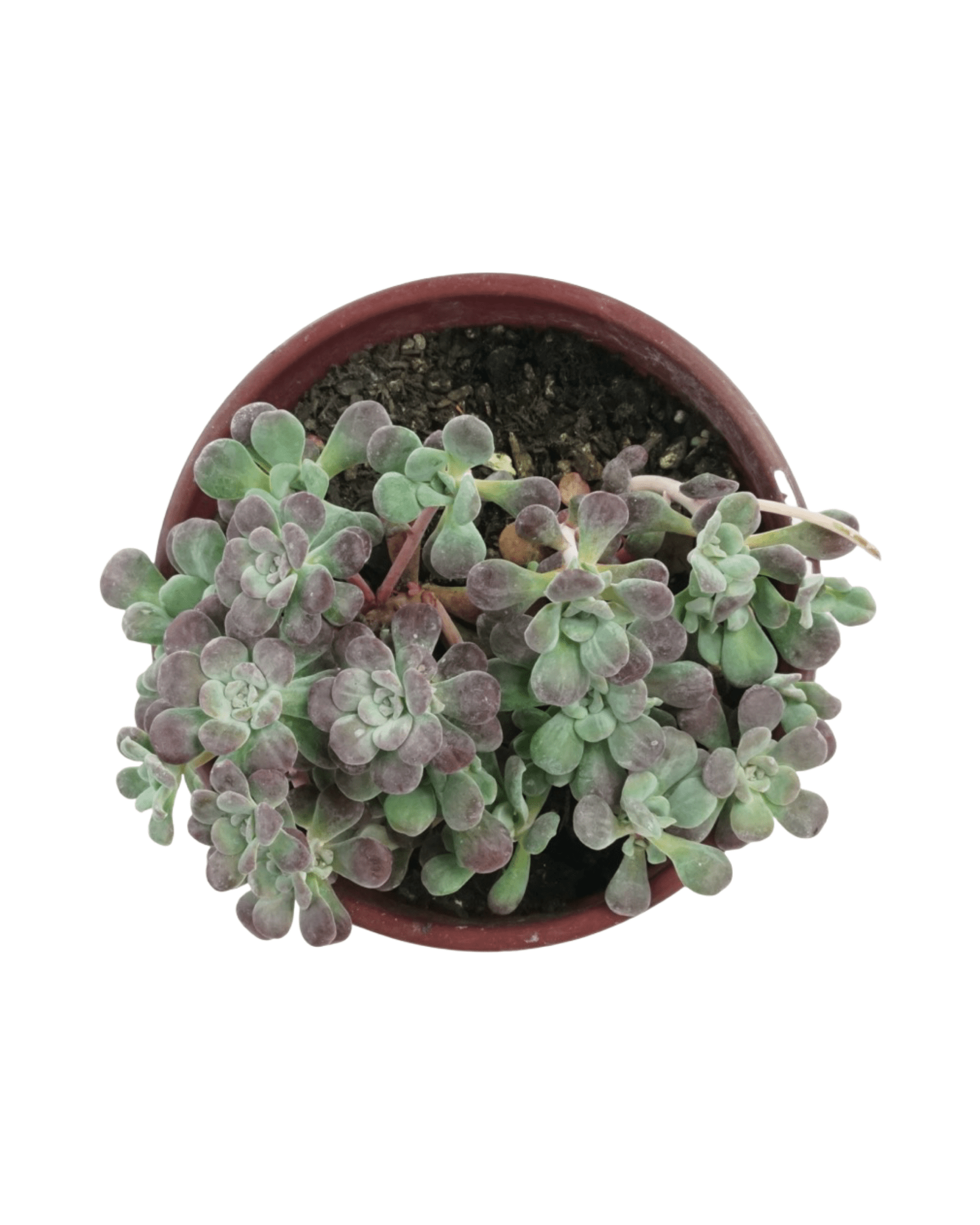 purpureum succulent Sedum spathulifolium 'Purpureum' – The Garden Corner