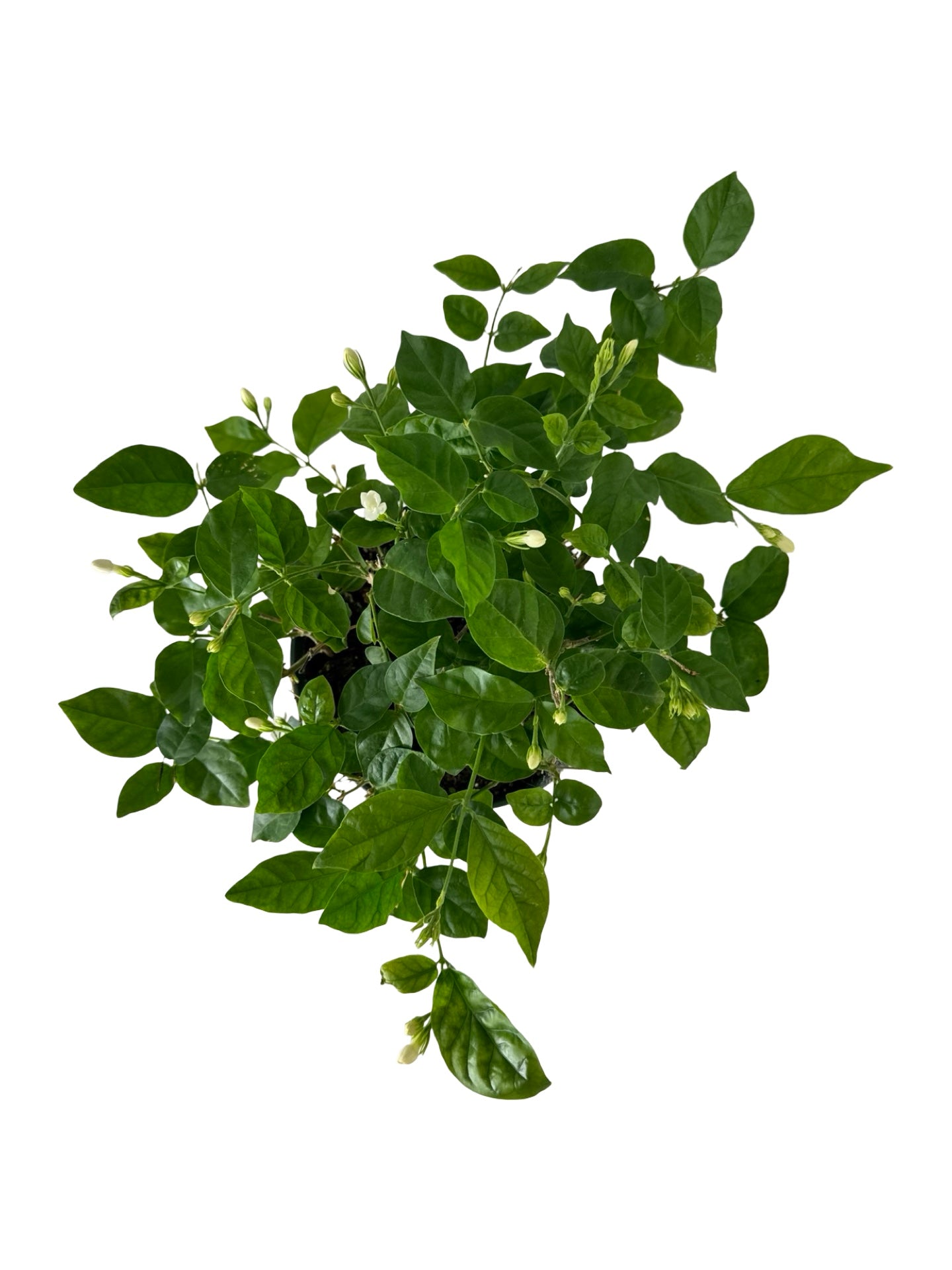 Jasminum sambac - House Plants