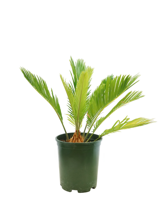 Cycas revoluta  1 Gallon