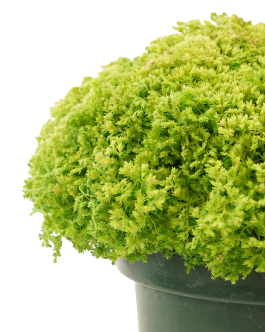 Selaginella kraussiana 'Brownii'