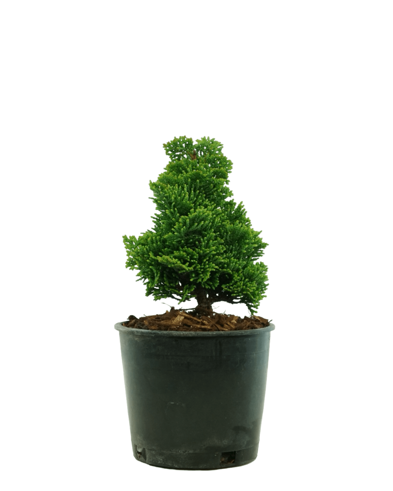Chamaecyparis obtusa 'Thoweil' – The Garden Corner