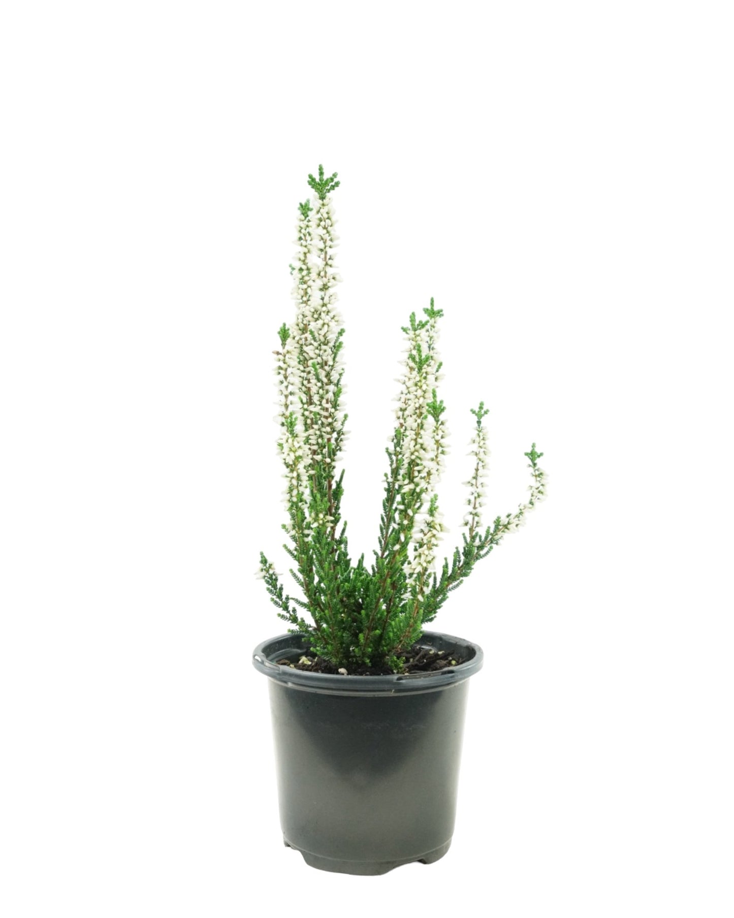 Calluna vulgaris 'Veluwe' - The Garden Corner