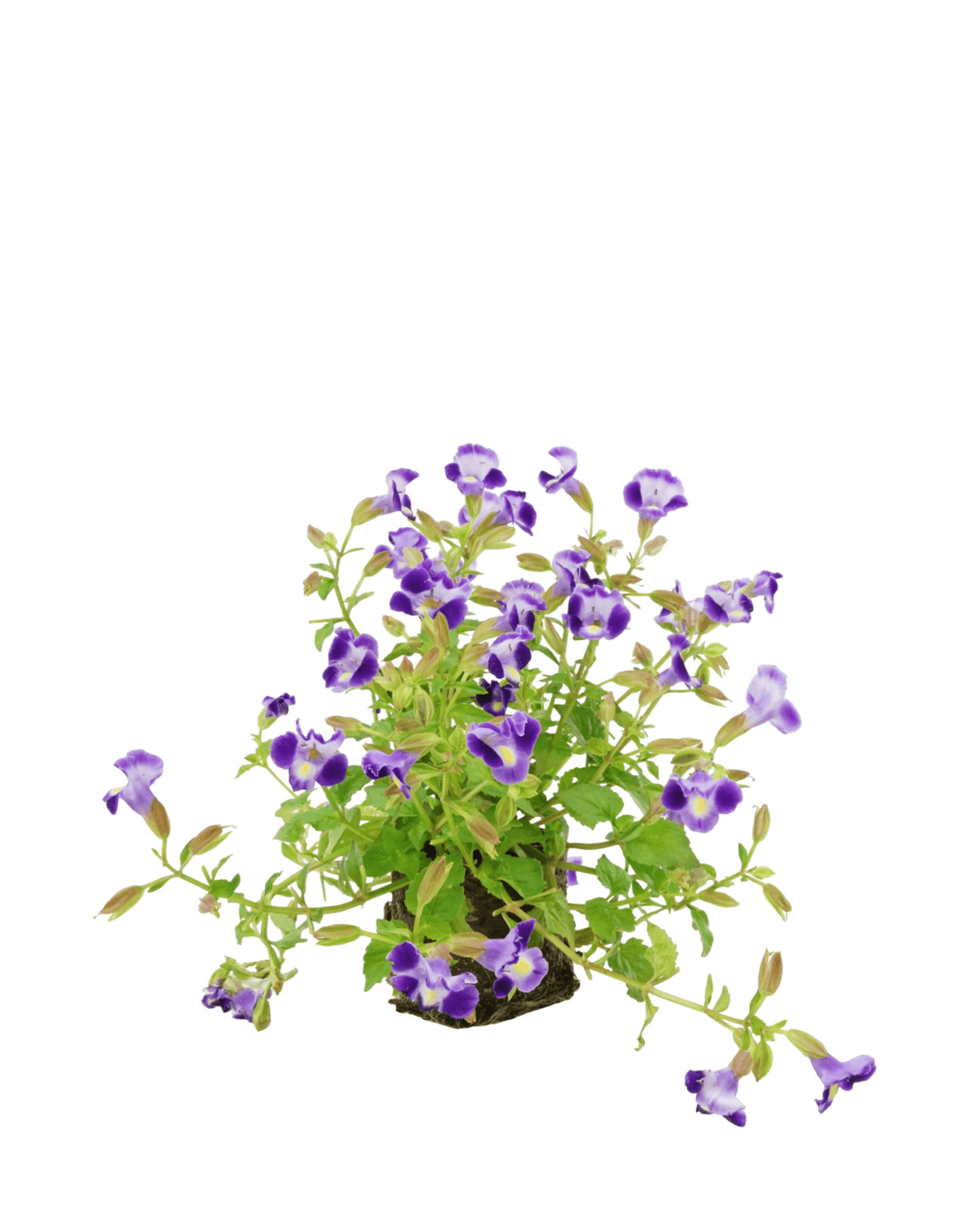 Torenia 'Catalina Midnight Blue' - The Garden Corner