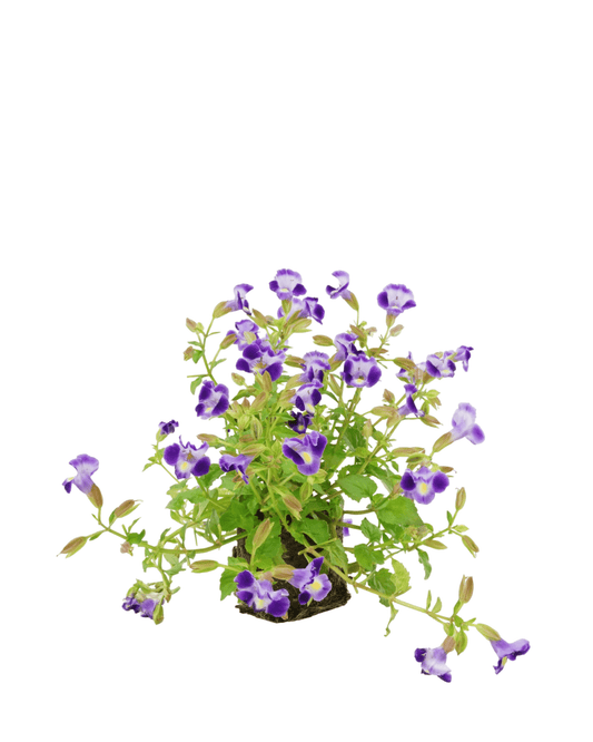 Torenia 'Catalina Midnight Blue' - The Garden Corner