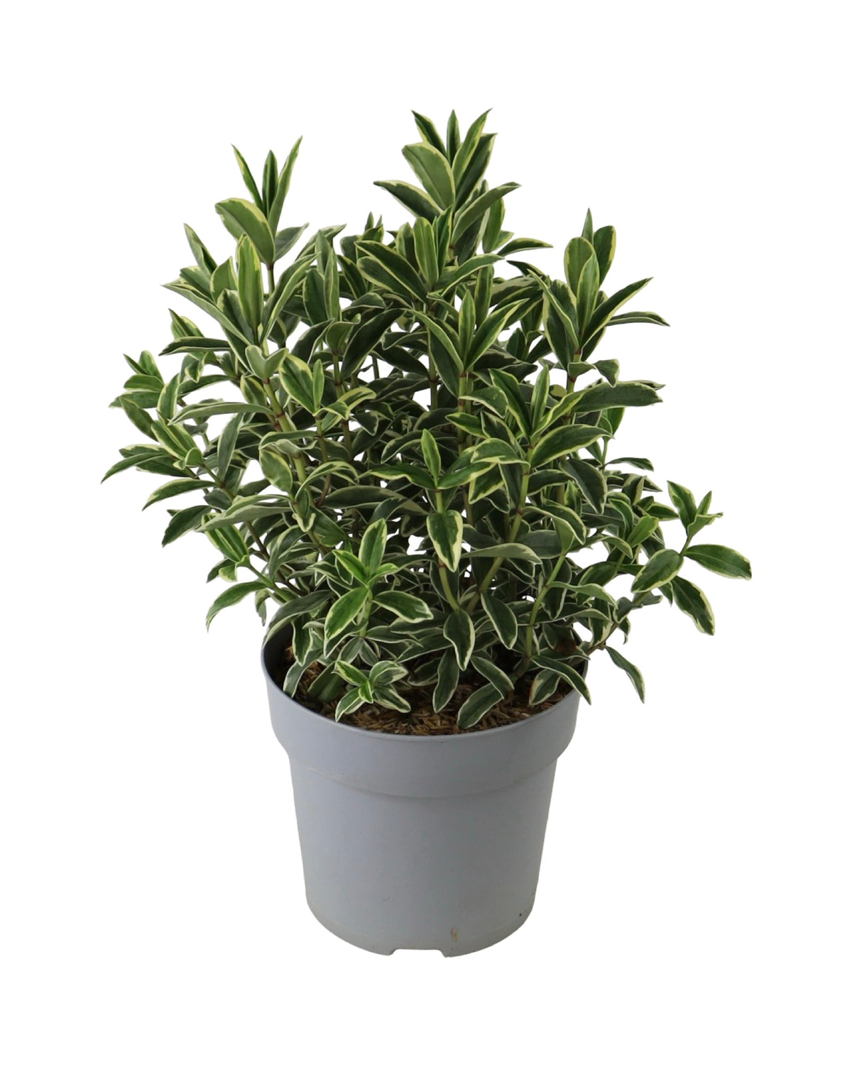 Hebe Vinoa® 'Wild Blue' - Shrubs