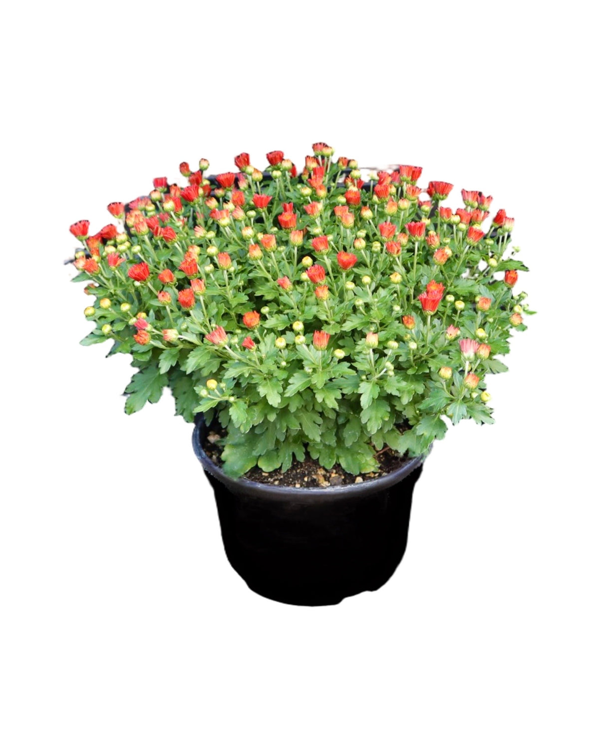Garden Mum - Seasonal Plant
