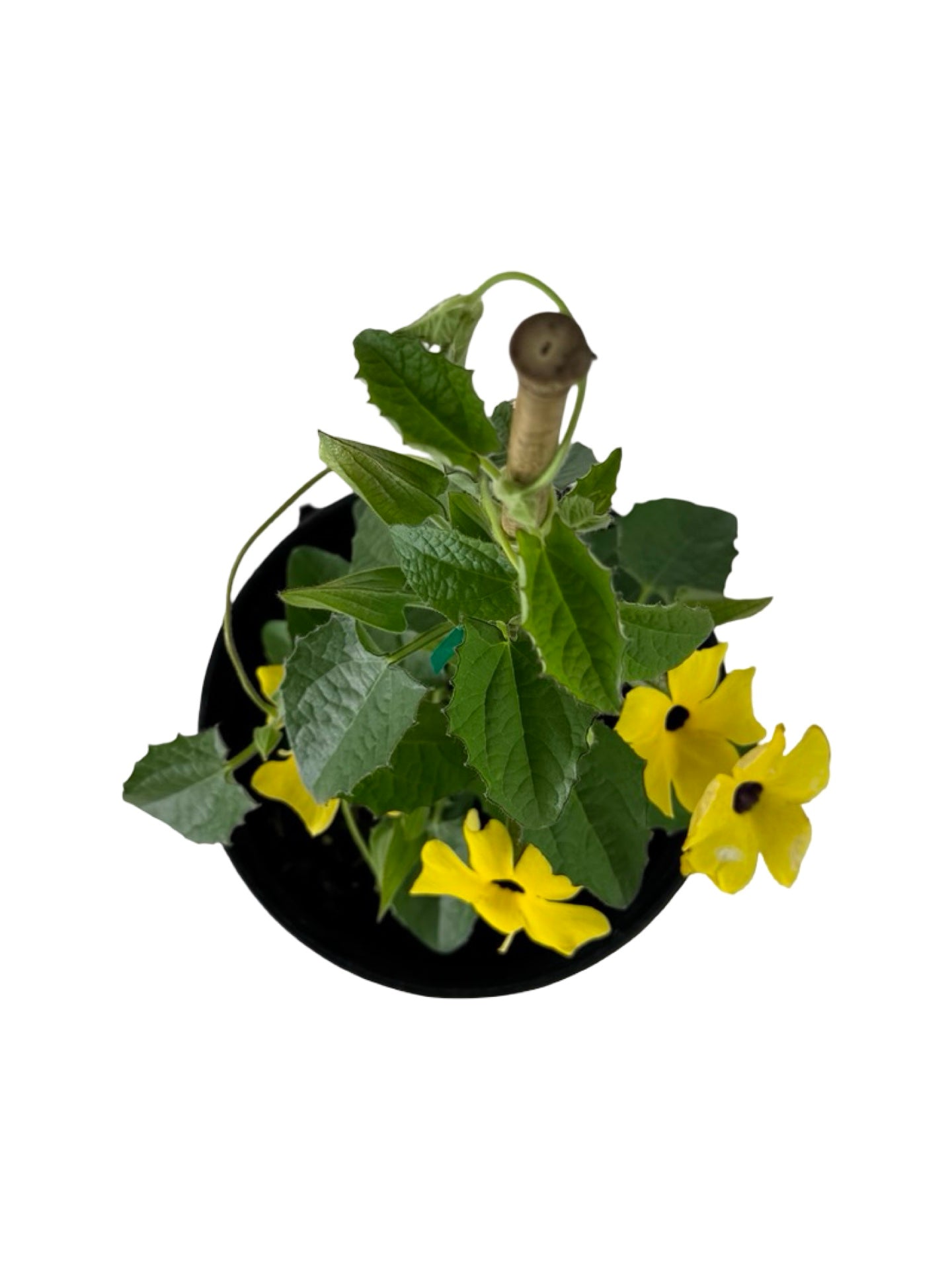 Thunbergia alata Sunny™ 'Lemon Star' - Annuals