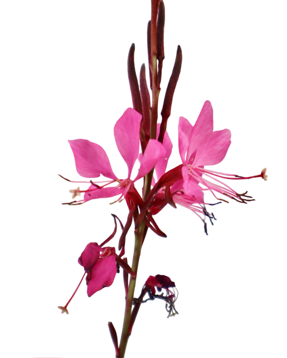 Gaura Belleza 'Dark Pink' - Perennials