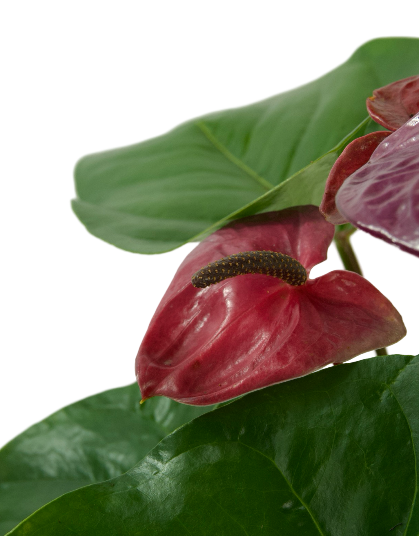 Anthurium andraeanum
