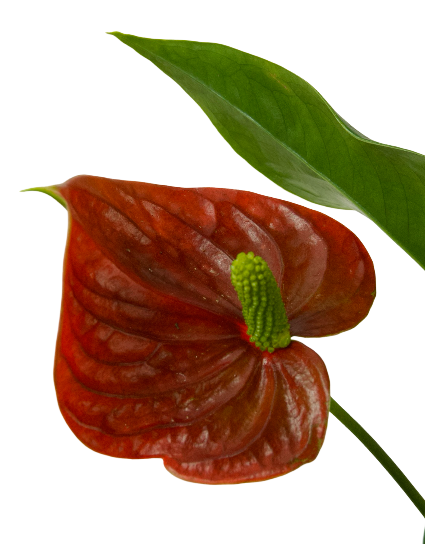 Anthurium andraeanum