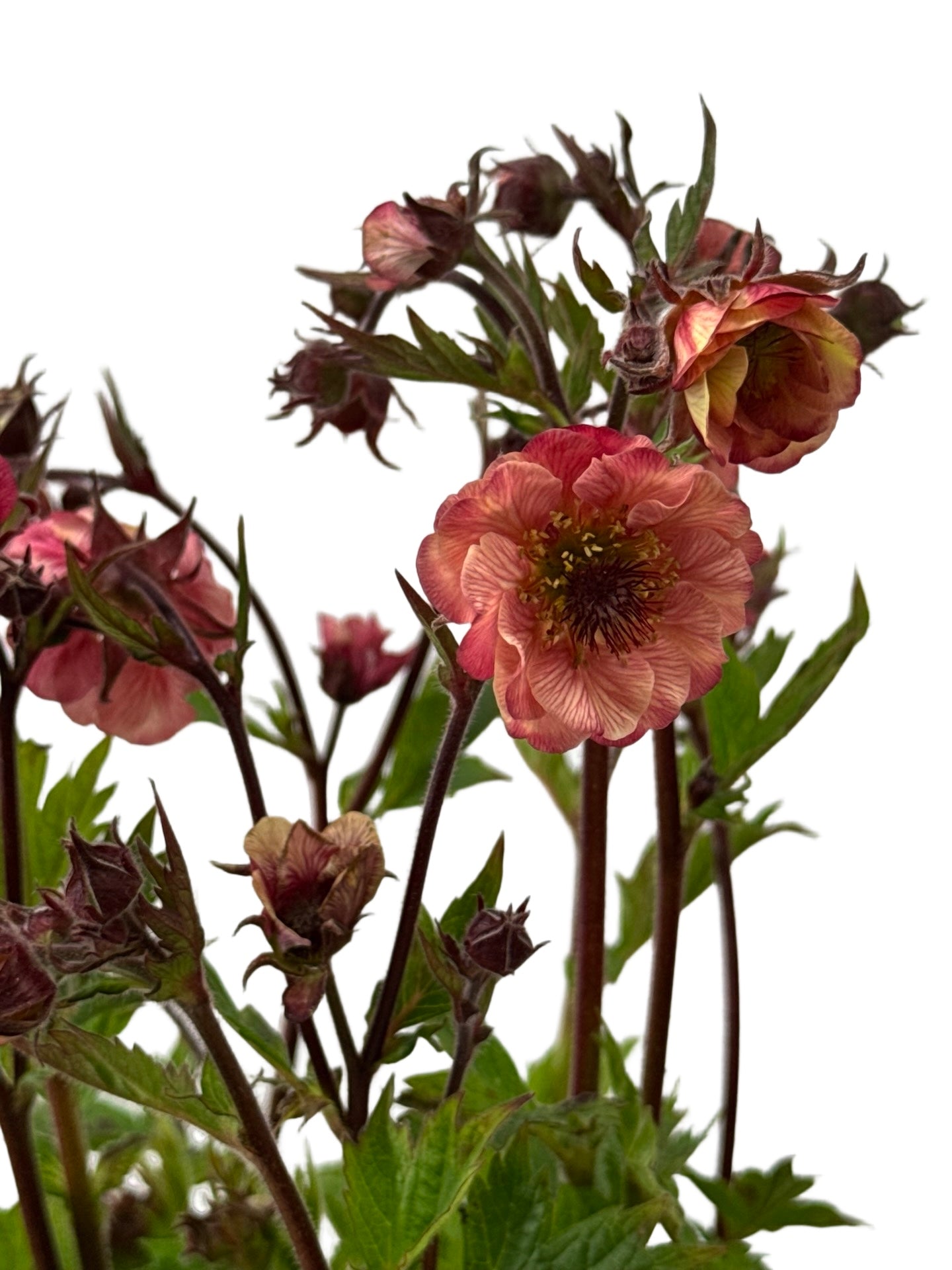 Geum 'Tempo Rose' - Perennials
