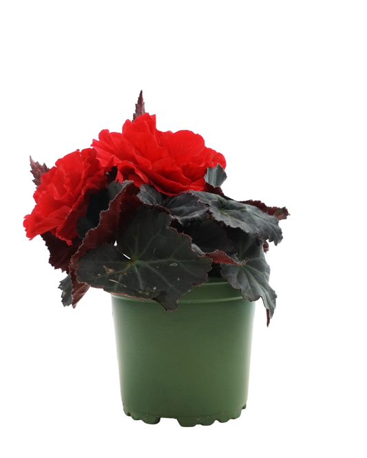 Begonia 'Nonstop Mocca Red' - Annuals