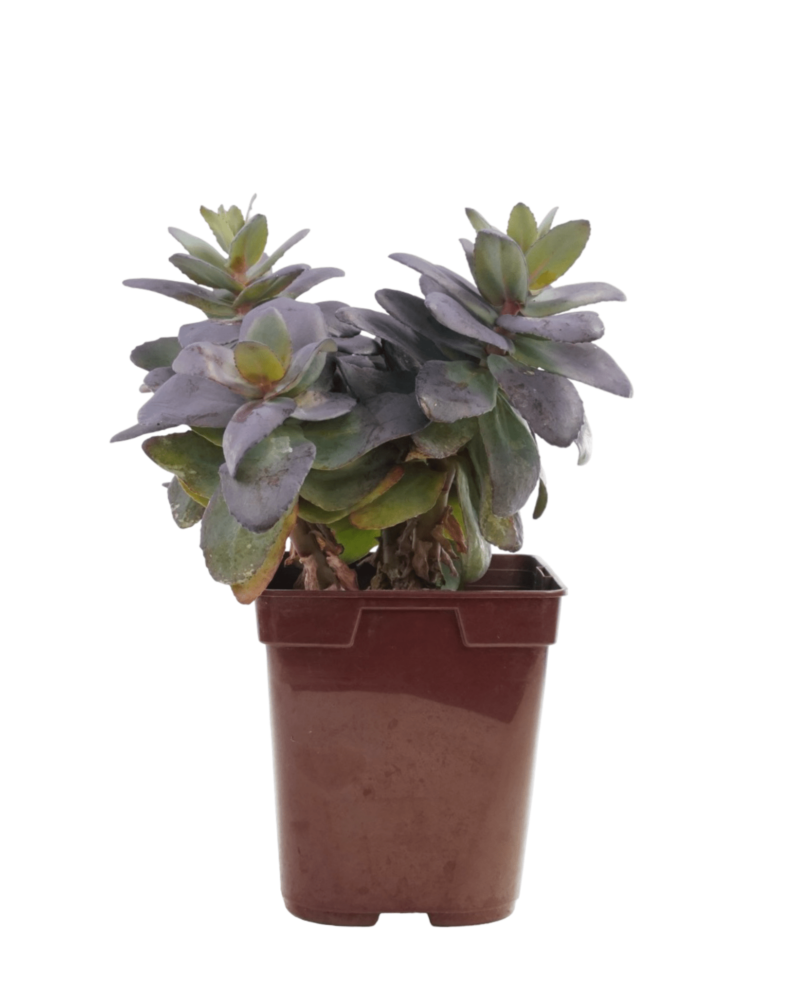 Sedum 'Mojave Jewels Sapphire' - The Garden Corner