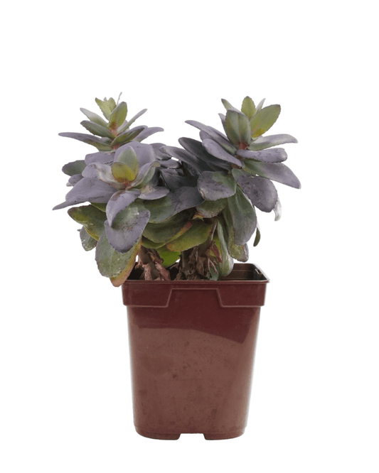Sedum 'Mojave Jewels Sapphire' - The Garden Corner