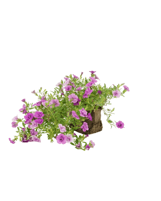 Calibrachoa 'Minifamous Double Amethyst' - The Garden Corner