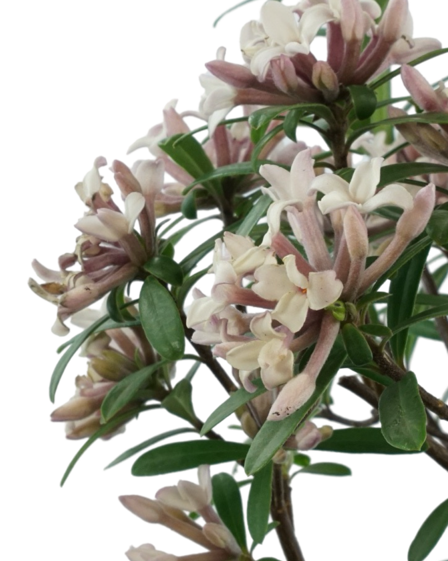 Daphne x transatlantica  'Eternal Fragrance'