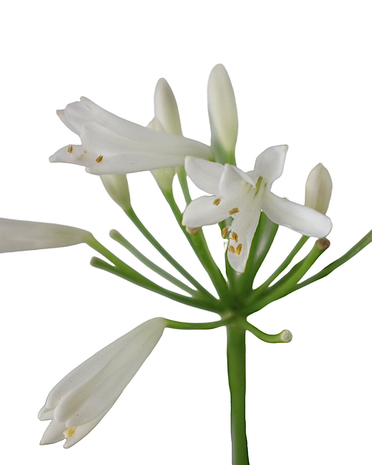 Agapanthus 'Bridal Veil' - Perennials