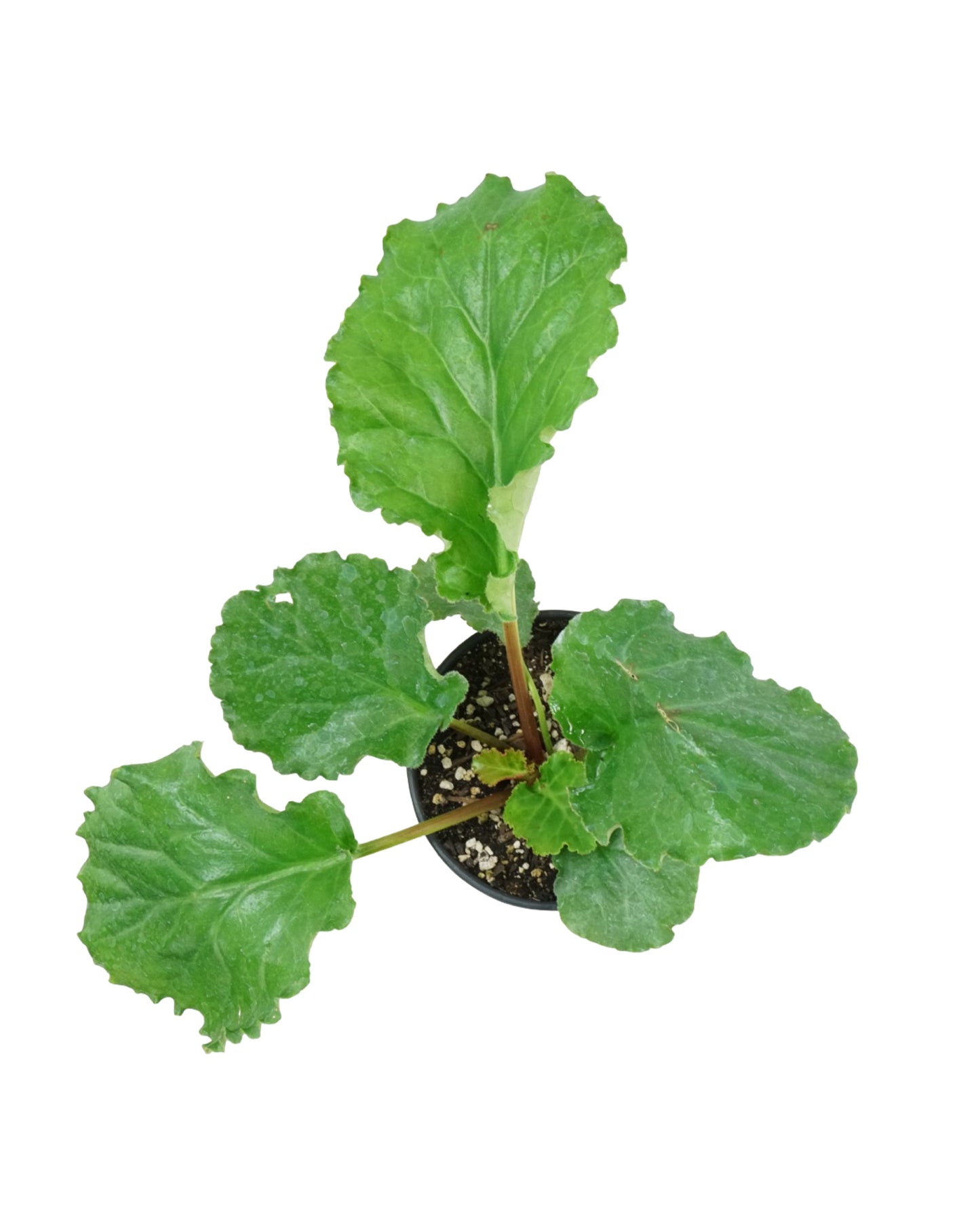 Bergenia ciliata 'Ripple Effect'