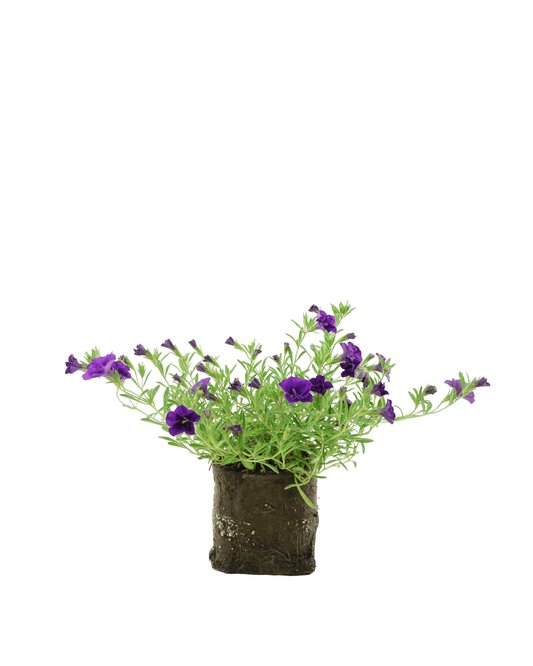 Calibrachoa 'Minifamous Double Dark Blue' - The Garden Corner
