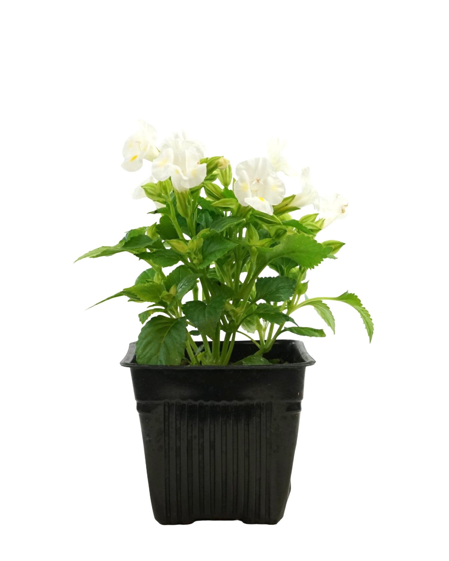 Torenia Hi-Lite Mix - Annuals